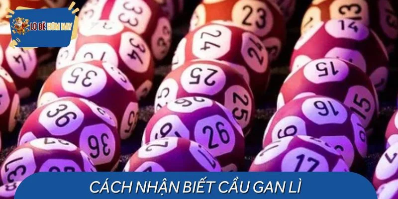 Nhận biết chính xác cầu gan lì khi so với chu kỳ trước
